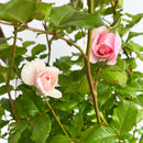 ナエマ【デルバールローズ】　 12月下旬～1月頃発送