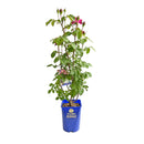 シャンテ・ロゼ・ミサト【デルバールローズ】　12月下旬～1月頃発送