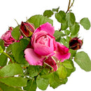 シャンテ・ロゼ・ミサト【デルバールローズ】　12月下旬～1月頃発送