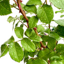 シャンテ・ロゼ・ミサト【デルバールローズ】　12月下旬～1月頃発送