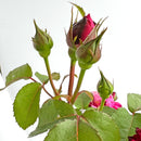 シャンテ・ロゼ・ミサト【デルバールローズ】　12月下旬～1月頃発送