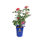 エスプリ・ドゥ・パリ【デルバールローズ】  12月下旬～1月頃発送