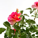 エスプリ・ドゥ・パリ【デルバールローズ】  12月下旬～1月頃発送