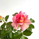 エスプリ・ドゥ・パリ【デルバールローズ】  12月下旬～1月頃発送