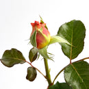 エスプリ・ドゥ・パリ【デルバールローズ】  12月下旬～1月頃発送