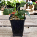 フィカス ビレンス・スノーストリーム　