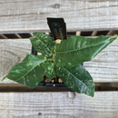 フィカス ビレンス・スノーストリーム　