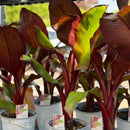 アビシニアバショヴマウレリー  Ensete ventricosum 'Maurelii'