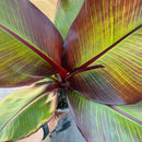 アビシニアバショヴマウレリー  Ensete ventricosum 'Maurelii'