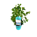 ブルーベリー・ブッシェル・アンド・ベリー【ジェリービーン】