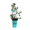 ブルーベリー・ブッシェル・アンド・ベリー【ジェリービーン】