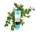 ブルーベリー・ブッシェル・アンド・ベリー【サファイアカスケード】