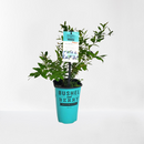 ブルーベリー・ブッシェル・アンド・ベリー【サファイアカスケード】