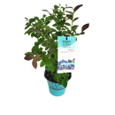 ブルーベリー・ブッシェル・アンド・ベリー【シルバーダラー】