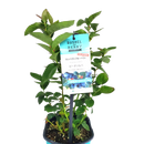 ブルーベリー・ブッシェル・アンド・ベリー【ピーチソルベ】