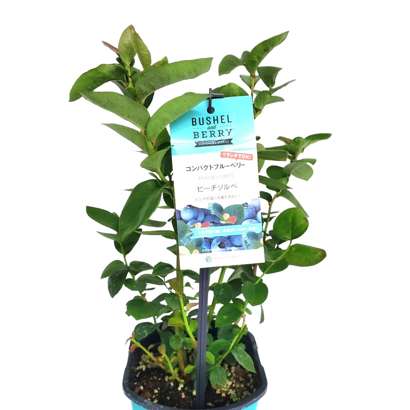 ブルーベリー・ブッシェル・アンド・ベリー【ピーチソルベ】 ブルーベリー・ブッシェル・アンド・ベリー【ピーチソルベ】