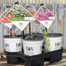 PW宿根草セット　【2026初売りセール　1/5㈪まで期間限定販売】