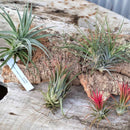 着生エアプランツセット（コルク付き）　【2026初売りセール　1/5㈪まで期間限定販売】