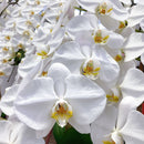 50.特選胡蝶蘭3本立