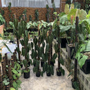 Joile Nursery モスポール鉢　15cm鉢　3個セット