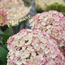 アジサイ　アナベル ポット苗　【ピコティ・シャルマン】