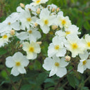 キュー・ガーデン 【イングリッシュローズ】 12月下旬～1月頃発送