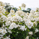 キュー・ガーデン 【イングリッシュローズ】 12月下旬～1月頃発送