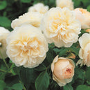 レッチフィールド・エンジェル 【イングリッシュローズ】   12月下旬～1月頃発送