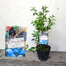 ブルーべリー　ミノウエレガント（ラビットアイ）