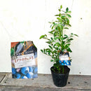 ブルーべリー　ブライトウェル（ラビットアイ）