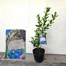 ブルーべリー　ジョージアジェム（サザンハイブッシュ）