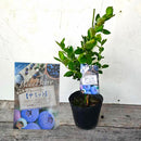 ブルーべリー　サミット（サザンハイブッシュ）