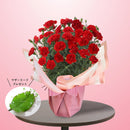 1.カーネーション 　ベリー　マザーリーフ付き