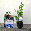 ブルーべリー　パウダーブルー（ラビットアイ）