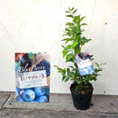 ブルーべリー　ミノウブルー（ラビットアイ）