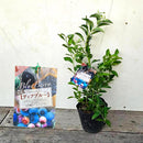 ブルーべリー　ティフブルー（ラビットアイ）