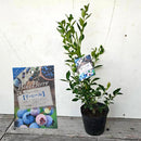 ブルーべリー　リベール（＝リヴェイル／サザンハイブッシュ）