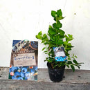 ブルーべリー　シャープブルー（サザンハイブッシュ）