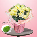 3.カーネーション ルミナリア　マザーリーフ付き