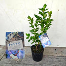 ブルーべリー　マグノリア（サザンハイブッシュ）