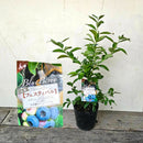 ブルーべリー　フェスティバル（ラビットアイ）