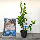 ブルーべリー　ブラッデン（サザンハイブッシュ）