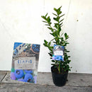 ブルーべリー　ミスティ（サザンハイブッシュ）