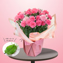 6.カーネーション ひなあられ　マザーリーフ付き