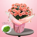 5.カーネーション メープルシフォン　マザーリーフ付き