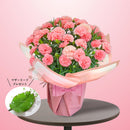 7.カーネーション ノウル　マザーリーフ付き