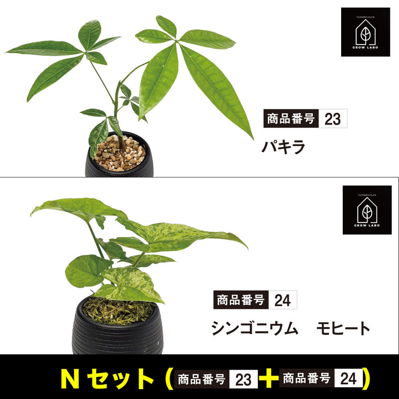 GROW LABO観葉植物組み合わせセット