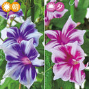 出雲朝顔・彩緑 　【数量限定】