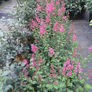 ヒメライラック ドワーフピンク