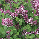 ヒメライラック  ドワーフパープル